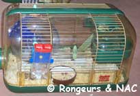 Exemple de cage pour hamster nain