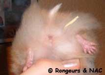 Hamster femelle