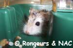 Hamster roborovsky dans sa cage