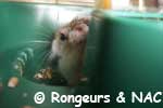 Hamster roborovsky dans sa cage