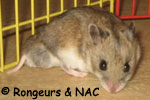 Hamster Chinois