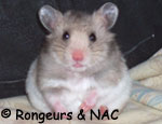Hamster syrien