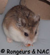 Hamster roborovsky qui mange