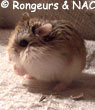 Hamster roborovsky qui mange
