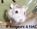 Hamster roborovsky dans sa roue