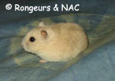 Sortie de hamster