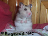 Sortie en liberté de hamster