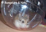 Hamster nain dans sphère
