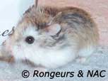 Hamster roborovski