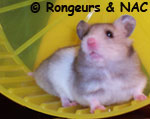 Roue du hamster