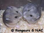 Comparaison russe - campbell