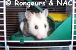 Laissez votre hamster sortir de lui-mme