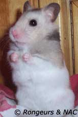 Hamster syrien