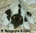 Allaitement de bbs rats