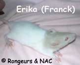 Rat Cap