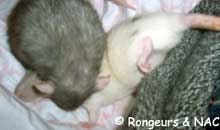 Rat dominant