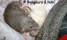 Rat dominant