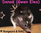 Rat Etoil
