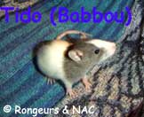 Rat Flch (Blazed)