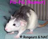 Rat Husky