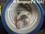Rat