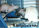 Intgration du rat