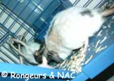 Intgration du rat