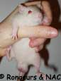 Jeune rat de six semaines