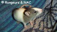 Jeune rat