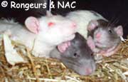 Tas de rats