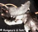 Tas de rats