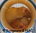 Tas de rats