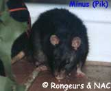 Rat uni