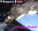 Rat Variberk