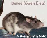 Rat Variegated
