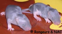 Trs jeunes rats