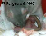 Rats nouveaux-ns