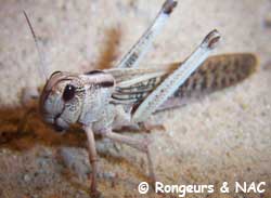 Locusta migratoria - Adulte