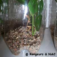 Installation de la mante