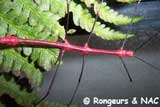Oreophoetes-Peruana