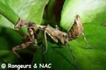 Parasphendale affinis