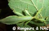Phyllium sp Philippines Mle