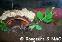 Exemple de terrarium pour mygale